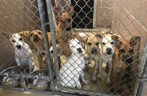 Dog pound in riverside ca - Adopt. All Pound Dog Rescue dogs are spayed/neutered, vaccinated, heartworm/Lyme tested, dewormed, and microchipped prior to adoption. The adoption donation structure is as follows: Dogs up to 1 year old: $900, Dogs over 1yr to 3yrs of age: $800, Dogs over 3 years of age: $700, Seniors (dog specific, at discretion of the rescue) $600.